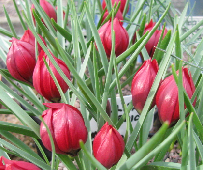 Tulipa kurdica